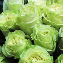 rose Mondial